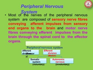 Peripheral Nervous
System
• Most of the nerves of the peripheral nervous
system are composed of sensory nerve fibres
conveying afferent impulses from sensory
end organs to the brain and motor nerve
fibres conveying efferent impulses from the
brain through the spinal cord to the effector
organs.
Peripheral nervous system
Efferent
division
(Motor)
Afferent
division
(Sensor
y)
Somatic
system
(voluntary)
Autonomic
nervous
(involuntary)
 