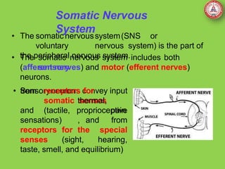 Somatic Nervous
System
• The somatic nervoussystem(SNS or
voluntary nervous system) is the part of
the peripheral nervous system.
• The somatic nervous system includes both
sensory
(afferent nerves) and motor (efferent nerves)
neurons.
• Sensoryneurons convey input
from receptors for
somatic senses
(tactile,
thermal,
pain
,
and proprioceptive
sensations) and from
receptors for the special
senses (sight, hearing,
taste, smell, and equilibrium)
 
