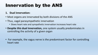 Functional Organization of Autonomic Activity | PPTX