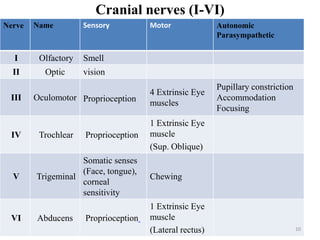 Cranial nerves (I-VI)
Nerve Name Sensory Motor Autonomic
Parasympathetic
I Olfactory Smell
II Optic vision
III Oculomotor Proprioception
4 Extrinsic Eye
muscles
Pupillary constriction
Accommodation
Focusing
IV Trochlear Proprioception
1 Extrinsic Eye
muscle
(Sup. Oblique)
V Trigeminal
Somatic senses
(Face, tongue),
corneal
sensitivity
Chewing
VI Abducens Proprioception
1 Extrinsic Eye
muscle
(Lateral rectus) 10
 