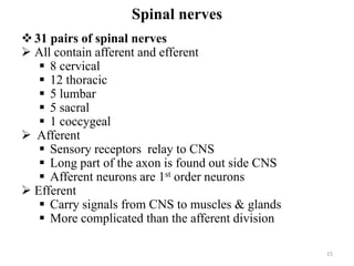 Spinal nerves
31 pairs of spinal nerves
 All contain afferent and efferent
 8 cervical
 12 thoracic
 5 lumbar
 5 sacral
 1 coccygeal
 Afferent
 Sensory receptors relay to CNS
 Long part of the axon is found out side CNS
 Afferent neurons are 1st order neurons
 Efferent
 Carry signals from CNS to muscles & glands
 More complicated than the afferent division
15
 