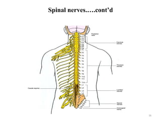 Spinal nerves.….cont’d
16
 