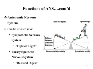 Functions of ANS….cont’d
Autonomic Nervous
System
 Can be divided into:
 Sympathetic Nervous
System
• “Fight or Flight”
 Parasympathetic
Nervous System
• “Rest and Digest”
19
 