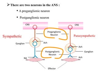 20
There are two neurons in the ANS :
• A preganglionic neuron
• Postganglionic neuron
CNS
CNS
Ganglion
Preganglionic
Neuron
Ach
Postganglionic
Neuron
Ganglion
Effector
NA
Ach
Ach
Sympathetic Parasympathetic
 