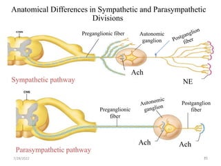 21
21
Anatomical Differences in Sympathetic and Parasympathetic
Divisions
Sympathetic pathway
Parasympathetic pathway
Preganglionic
fiber
Postganglion
fiber
Ach Ach
Ach
Autonomic
ganglion
NE
Preganglionic fiber
Ach
7/28/2022
 