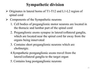 23
 Originates in lateral horns of T1-T12 and L1-L2 region of
spinal cord
 Components of the Sympathetic neurons
1. Cell bodies of preganglionic motor neurons are located in
the thoracic and lumbar part of the spinal cord
2. Preganglionic axons synapse in lateral/collateral ganglia,
which are located near the spinal cord far away from the
organs being innervated
3. Contains short preganglionic neurons which are
cholinergic.
4.Sympathetic postganglionic axons travel from the
lateral/collateral ganglia to the target organ
5. Contains long postganglionic neurons
Sympathetic division
 