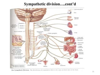 25
Sympathetic division….cont’d
 