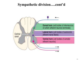 26
Sympathetic division….cont’d
 