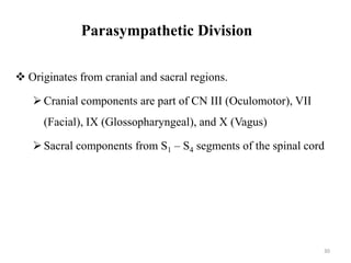 Parasympathetic Division
 Originates from cranial and sacral regions.
Cranial components are part of CN III (Oculomotor), VII
(Facial), IX (Glossopharyngeal), and X (Vagus)
Sacral components from S1 – S4 segments of the spinal cord
30
 