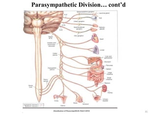 31
Parasympathetic Division… cont’d
 