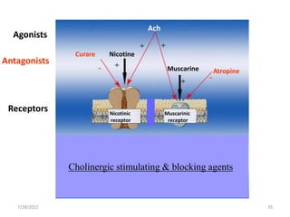 35
7/28/2022 35
Cholinergic stimulating & blocking agents
Receptors
Ach
Agonists
Nicotine
Muscarine
Curare
Atropine
Nicotinic
receptor
Muscarinic
receptor
Antagonists
 