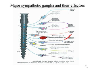 39
Major sympathetic ganglia and their effectors
39
 