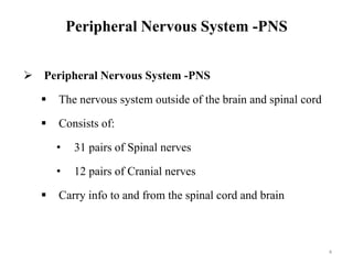 Peripheral Nervous System -PNS
 Peripheral Nervous System -PNS
 The nervous system outside of the brain and spinal cord
 Consists of:
• 31 pairs of Spinal nerves
• 12 pairs of Cranial nerves
 Carry info to and from the spinal cord and brain
4
 