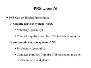 PNS….cont’d
 PNS Can be divided further into:
Somatic nervous system -SoNS
 Voluntary (generally)
 Conduct impulses from the CNS to skeletal muscles
Autonomic nervous system -ANS
 Involuntary (generally)
 Conducts impulses from the CNS to smooth muscle,
cardiac muscle, and glands.
5
 