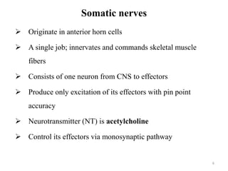 Somatic nerves
 Originate in anterior horn cells
 A single job; innervates and commands skeletal muscle
fibers
 Consists of one neuron from CNS to effectors
 Produce only excitation of its effectors with pin point
accuracy
 Neurotransmitter (NT) is acetylcholine
 Control its effectors via monosynaptic pathway
6
 