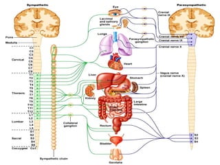 Autonomic Nervous System - Physiology