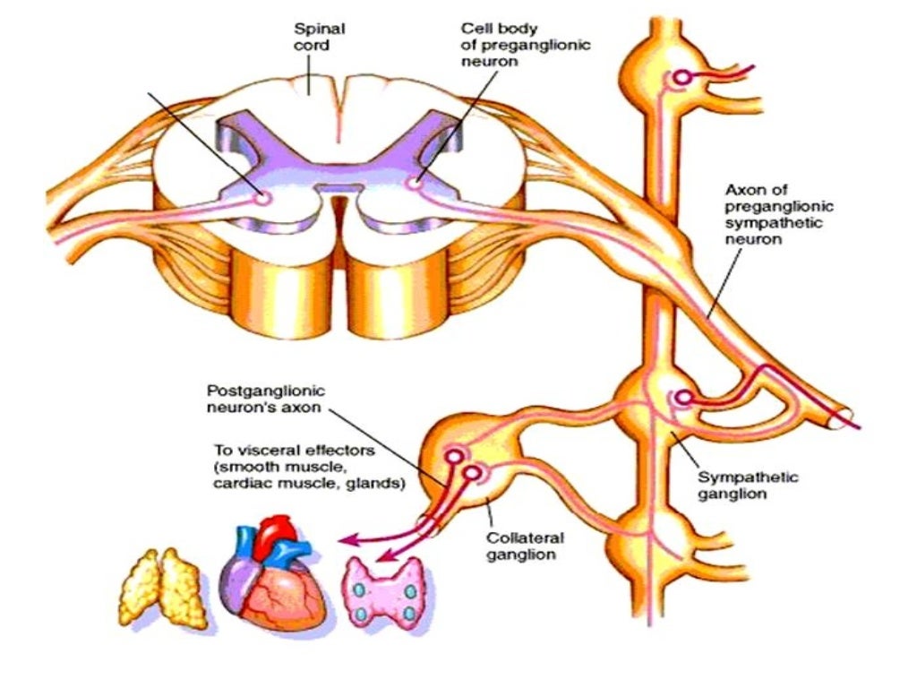 Autonomic Nervous System - Physiology