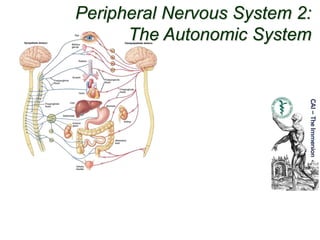 Peripheral Nervous System 2:
The Autonomic System
 