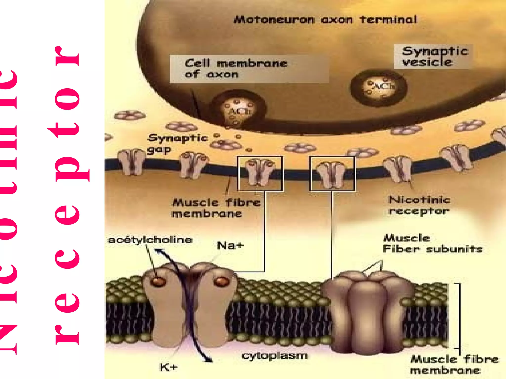 Nicotinic  receptor sites 