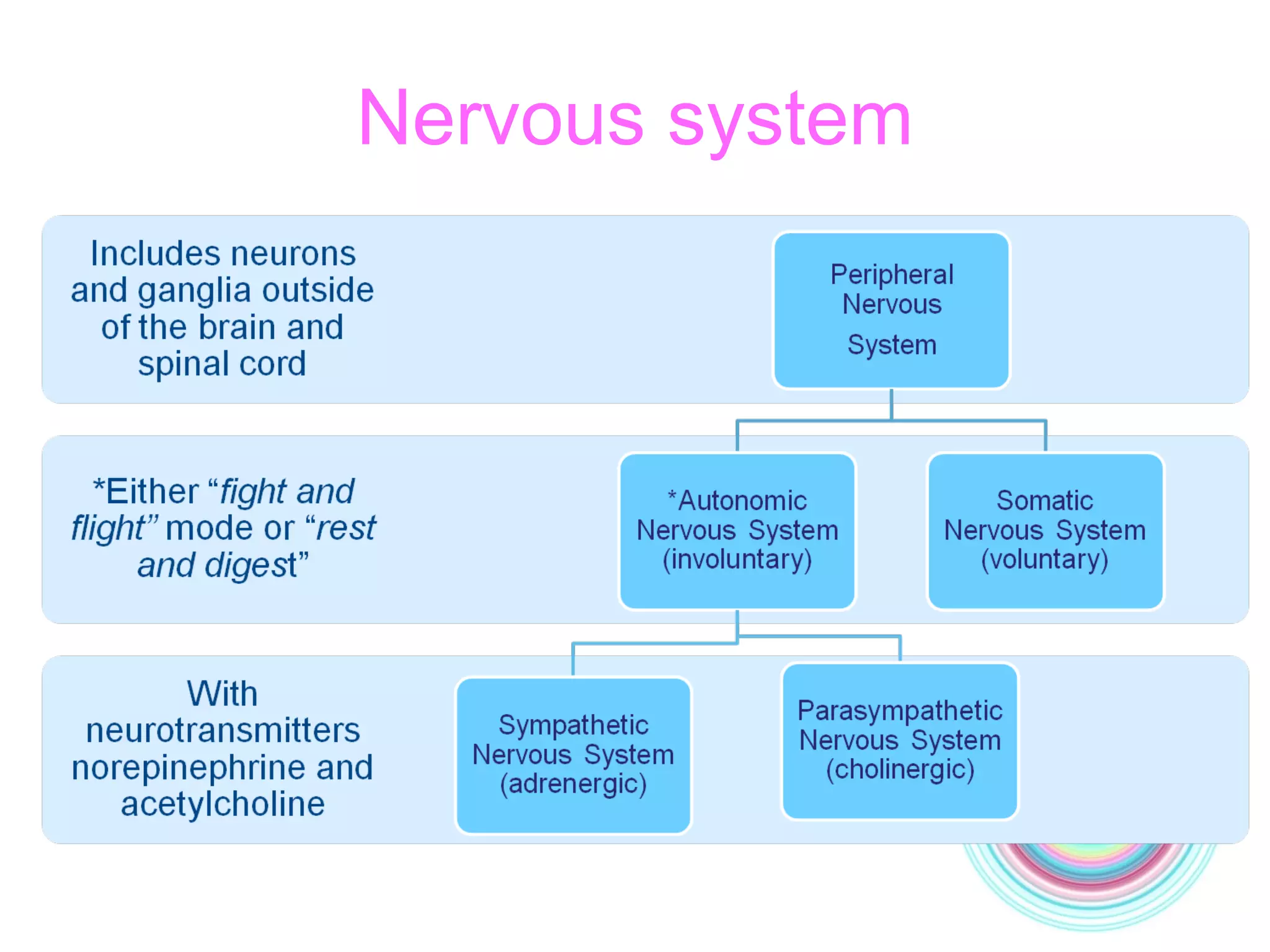 Nervous system 