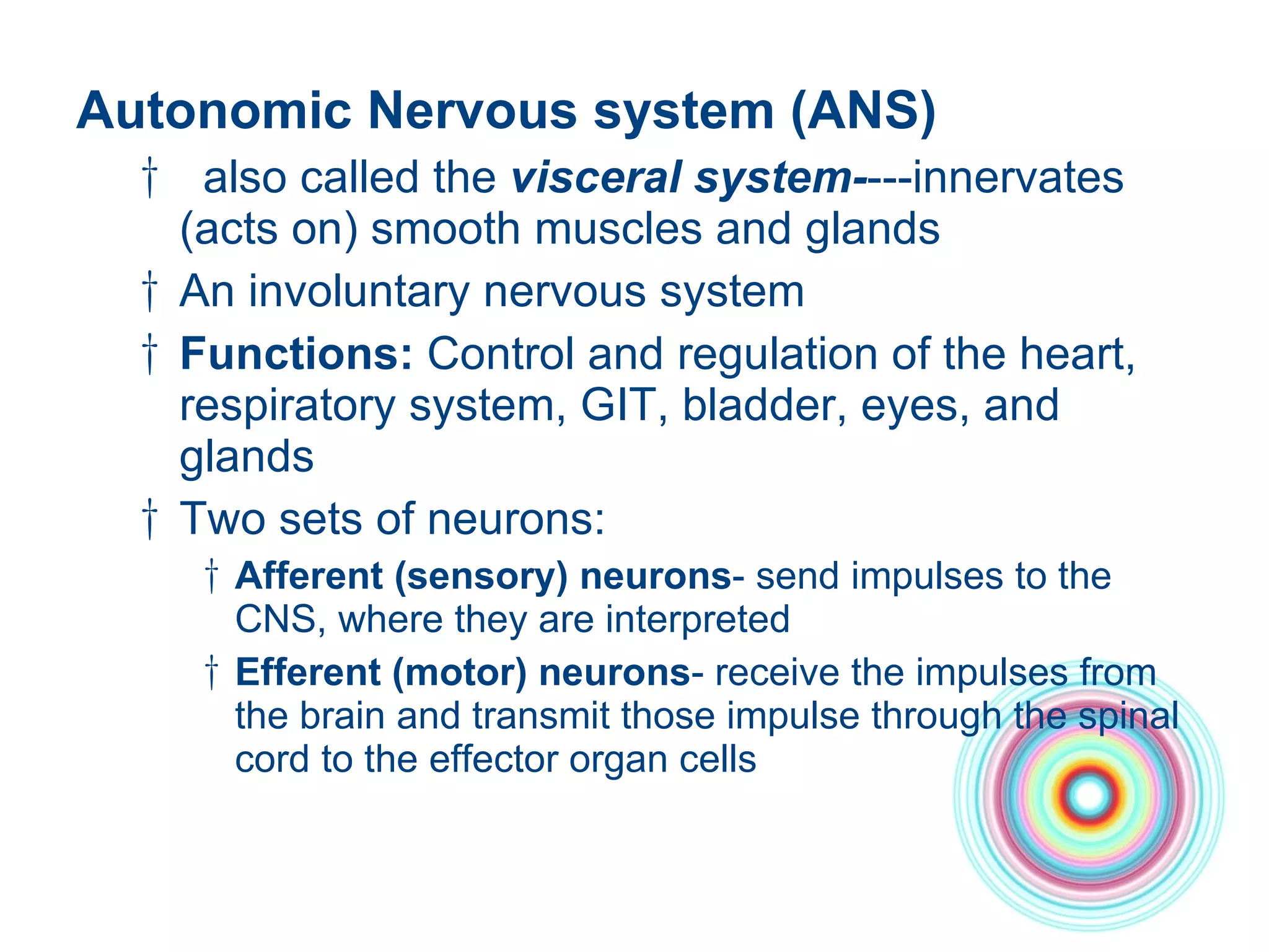 Autonomic Nervous system (ANS) also called the  visceral system- ---innervates (acts on) smooth muscles and glands An involuntary nervous system  Functions:  Control and regulation of the heart, respiratory system, GIT, bladder, eyes, and glands  Two sets of neurons:  Afferent (sensory) neurons - send impulses to the CNS, where they are interpreted Efferent (motor) neurons - receive the impulses from the brain and transmit those impulse through the spinal cord to the effector organ cells  