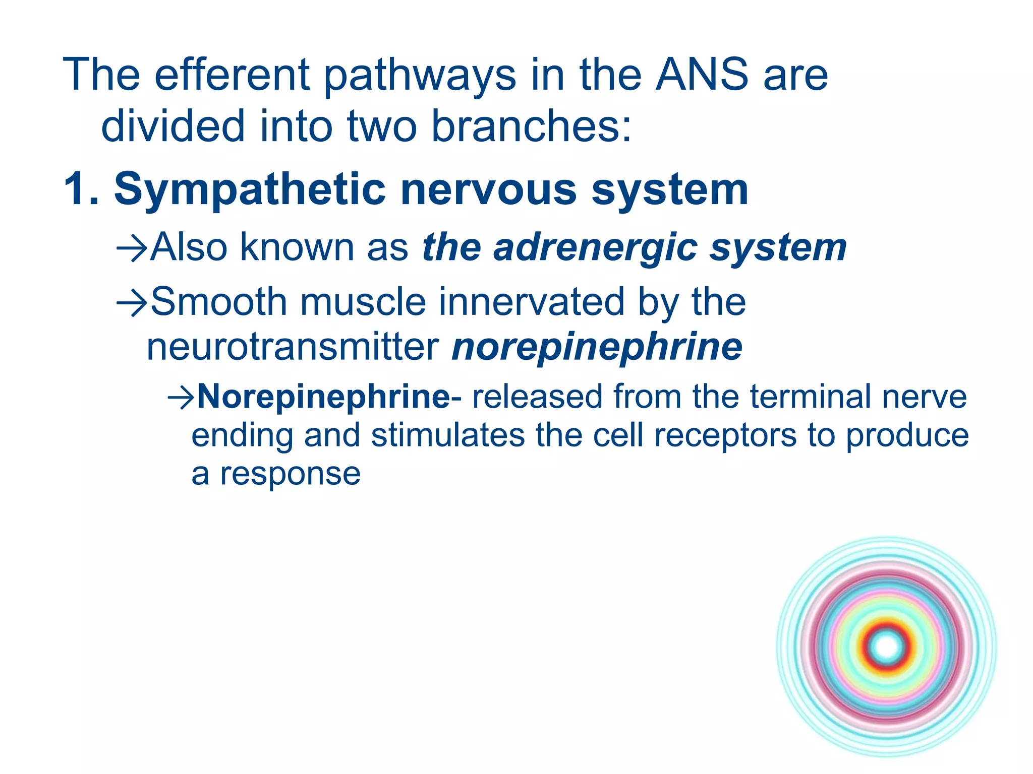 The efferent pathways in the ANS are divided into two branches:  1. Sympathetic nervous system Also known as  the adrenergic system Smooth muscle innervated by the neurotransmitter  norepinephrine  Norepinephrine - released from the terminal nerve ending and stimulates the cell receptors to produce a response 