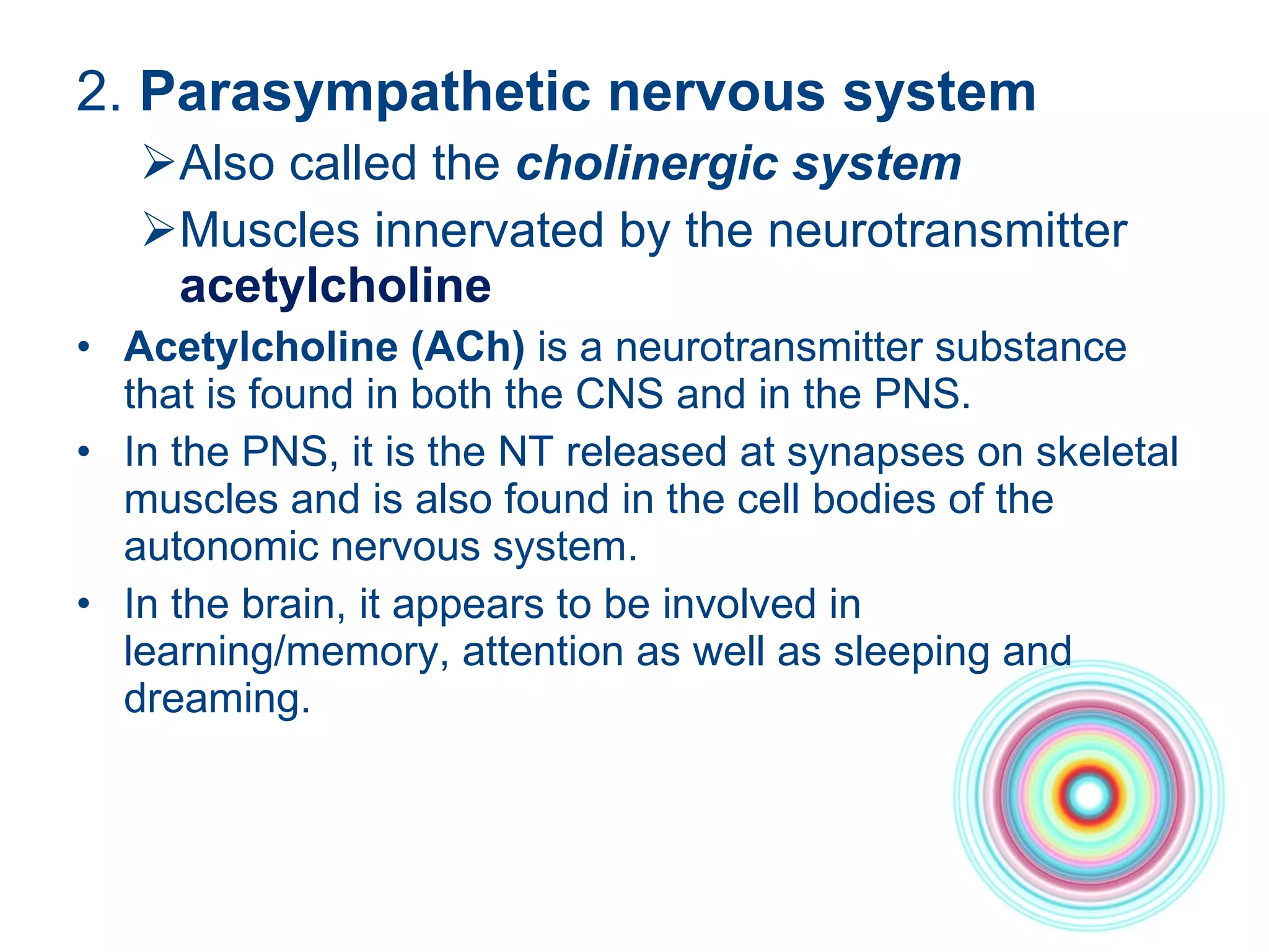 2.  Parasympathetic nervous system Also called the  cholinergic system  Muscles innervated by the neurotransmitter  acetylcholine  Acetylcholine (ACh)  is a neurotransmitter substance that is found in both the CNS and in the PNS. In the PNS, it is the NT released at synapses on skeletal muscles and is also found in the cell bodies of the autonomic nervous system. In the brain, it appears to be involved in learning/memory, attention as well as sleeping and dreaming. 