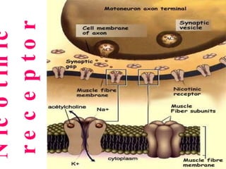 Nicotinic  receptor sites 