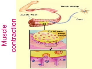 Muscle contraction 