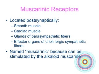 Muscarinic Receptors Located postsynaptically: Smooth muscle Cardiac muscle Glands of parasympathetic fibers Effector organs of cholinergic sympathetic fibers Named “muscarinic” because can be stimulated by the alkaloid muscarine 