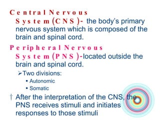 Central Nervous System(CNS)-  the body’s primary nervous system which is composed of the brain and spinal cord.  Peripheral Nervous System(PNS)- located outside the brain and spinal cord.  Two divisions:  Autonomic  Somatic After the interpretation of the CNS, the PNS receives stimuli and initiates responses to those stimuli 