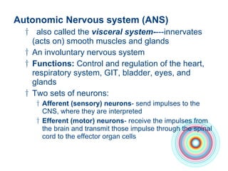 Autonomic Nervous system (ANS) also called the  visceral system- ---innervates (acts on) smooth muscles and glands An involuntary nervous system  Functions:  Control and regulation of the heart, respiratory system, GIT, bladder, eyes, and glands  Two sets of neurons:  Afferent (sensory) neurons - send impulses to the CNS, where they are interpreted Efferent (motor) neurons - receive the impulses from the brain and transmit those impulse through the spinal cord to the effector organ cells  