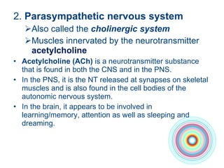2.  Parasympathetic nervous system Also called the  cholinergic system  Muscles innervated by the neurotransmitter  acetylcholine  Acetylcholine (ACh)  is a neurotransmitter substance that is found in both the CNS and in the PNS. In the PNS, it is the NT released at synapses on skeletal muscles and is also found in the cell bodies of the autonomic nervous system. In the brain, it appears to be involved in learning/memory, attention as well as sleeping and dreaming. 