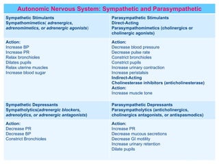 Autonomic Nervous System: Sympathetic and Parasympathetic Sympathetic Stimulants Sympathomimetics (  adrenergics, adrenomimetics, or adrenergic agonists ) Parasympathetic Stimulants Direct-Acting Parasympathomimetics (cholinergics or cholinergic agonists) Action:  Increase BP Increase PR Relax bronchioles Dilates pupils Relax uterine muscles Increase blood sugar Action:  Decrease blood pressure Decrease pulse rate Constrict bronchioles Constrict pupils Increase urinary contraction  Increase peristalsis Indirect-Acting Cholinesterase inhibitors (anticholinesterase)  Action:  Increase muscle tone  Sympathetic Depressants Sympatholytics( adrenergic blockers, adrenolytics, or adrenergic antagonists ) Parasympathetic Depressants Parasympatholytics (anticholinergics, cholinergics antagonists, or antispasmodics) Action:  Decrease PR Decrease BP Constrict Bronchioles Action:  Increase PR Decrease mucous secretions  Decrease GI motility Increase urinary retention Dilate pupils 