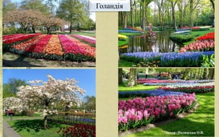 Голандія
Автор: Полянська О.В.
 