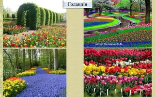 Голандія
Автор: Полянська О.В.
 