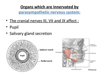 Organs which are innervated by
parasympathetic nervous system:
• The cranial nerves III, VII and IX affect :
• Pupil
• Salivary gland secretion
 