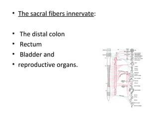 • The sacral fibers innervate:
• The distal colon
• Rectum
• Bladder and
• reproductive organs.
 