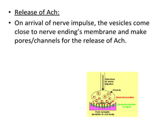 • Release of Ach:
• On arrival of nerve impulse, the vesicles come
close to nerve ending’s membrane and make
pores/channels for the release of Ach.
 