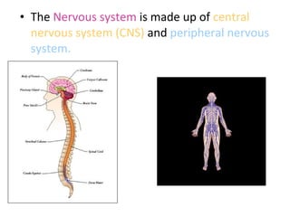 • The Nervous system is made up of central
nervous system (CNS) and peripheral nervous
system.
 