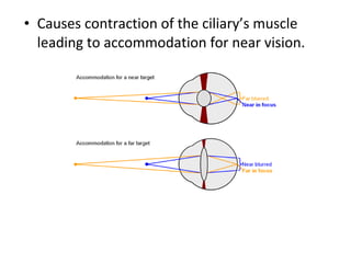 • Causes contraction of the ciliary’s muscle
leading to accommodation for near vision.
 