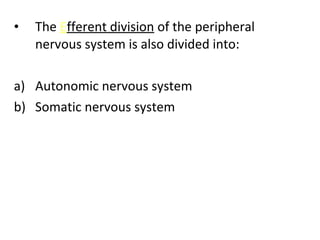 • The Efferent division of the peripheral
nervous system is also divided into:
a) Autonomic nervous system
b) Somatic nervous system
 