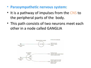 • Parasympathetic nervous system:
• It is a pathway of impulses from the CNS to
the peripheral parts of the body.
• This path consists of two neurons meet each
other in a node called GANGLIA
 