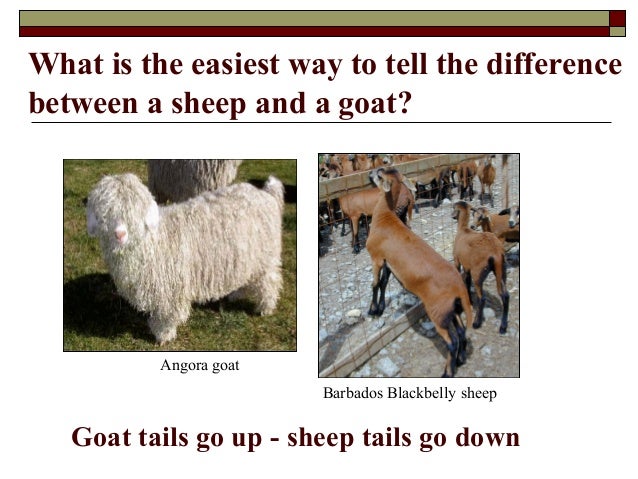 an overview of sheep