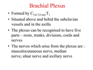 Brachial Plexus
• Formed by C5,6,7,8 and T1
• Situated above and behid the subclavian
vessels and in the axilla
• The plexus can be recognised to have five
parts – roots, trunks, divisions, cords and
nerves
• The nerves which arise from the plexus are :
musculocutaneous nerve, median
nerve, ulnar nerve and axillary nerve
 