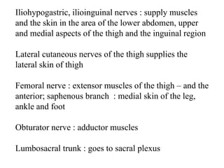 Iliohypogastric, ilioinguinal nerves : supply muscles
and the skin in the area of the lower abdomen, upper
and medial aspects of the thigh and the inguinal region
Lateral cutaneous nerves of the thigh supplies the
lateral skin of thigh
Femoral nerve : extensor muscles of the thigh – and the
anterior; saphenous branch : medial skin of the leg,
ankle and foot
Obturator nerve : adductor muscles
Lumbosacral trunk : goes to sacral plexus
 