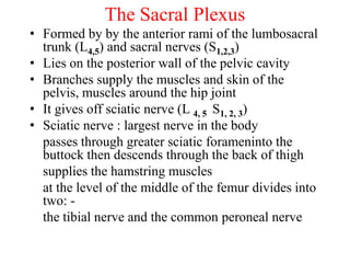 The Sacral Plexus
• Formed by by the anterior rami of the lumbosacral
trunk (L4,5) and sacral nerves (S1,2,3)
• Lies on the posterior wall of the pelvic cavity
• Branches supply the muscles and skin of the
pelvis, muscles around the hip joint
• It gives off sciatic nerve (L 4, 5 S1, 2, 3)
• Sciatic nerve : largest nerve in the body
passes through greater sciatic forameninto the
buttock then descends through the back of thigh
supplies the hamstring muscles
at the level of the middle of the femur divides into
two: -
the tibial nerve and the common peroneal nerve
 