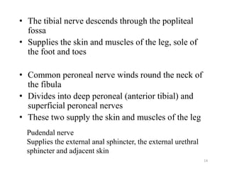14
• The tibial nerve descends through the popliteal
fossa
• Supplies the skin and muscles of the leg, sole of
the foot and toes
• Common peroneal nerve winds round the neck of
the fibula
• Divides into deep peroneal (anterior tibial) and
superficial peroneal nerves
• These two supply the skin and muscles of the leg
Pudendal nerve
Supplies the external anal sphincter, the external urethral
sphincter and adjacent skin
 