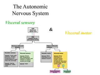 The Autonomic
Nervous System
Visceral sensory
Visceral motor
&
 