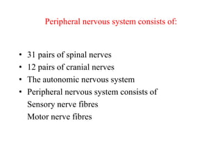 Peripheral nervous system consists of:
• 31 pairs of spinal nerves
• 12 pairs of cranial nerves
• The autonomic nervous system
• Peripheral nervous system consists of
Sensory nerve fibres
Motor nerve fibres
 